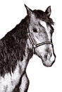 Cartoon: Horse (small) by Barcarole tagged horse