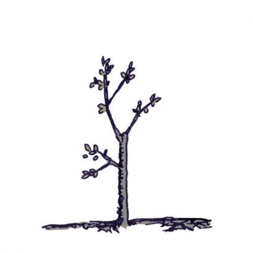 Cartoon: a tree for Ingrid Betancourt (medium) by mortimer tagged mortimer