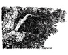 Cartoon: landscape number 30 (small) by mortimer tagged mortimer mortimeriadas paisaje landscape sketch draw artwork nature tree encina la mancha spain