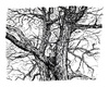 Cartoon: landscape number 31 (small) by mortimer tagged mortimer,mortimeriadas,paisaje,landscape,sketch,draw,artwork,nature,tree,la,mancha,spain