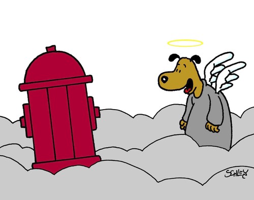 Hunde-Paradies Hunde-Paradies