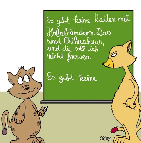 Katzen Katzen