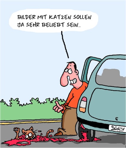 Katzenbild