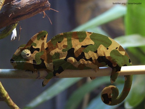 Cartoon: chameleon (medium) by tanerbey tagged soldier,camouflage,chameleon