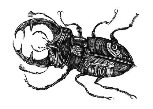 Cartoon: Hirschkäfer (medium) by Battlestar tagged illustration,natur,hirschkäfer,beetle,bug,käfer,insekten,insects