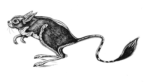 Cartoon: kangaroo mouse (medium) by Battlestar tagged kangaroo,mouse,tiere,animals,maus,springmaus
