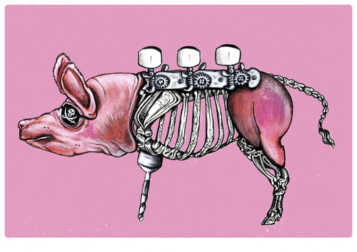Piratenschwein Piratenschwein