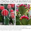 Cartoon: Corona-Cactus Mutantus 21 (small) by Cartoonfix tagged corona,mutation,flugverbot,maßnahmen,gedöhns