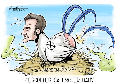 Gerupfter gallischer Hahn Gerupfter gallischer Hahn