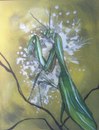 Cartoon: Praying Mantis (small) by joellestoret tagged praying,mantis,green,animals