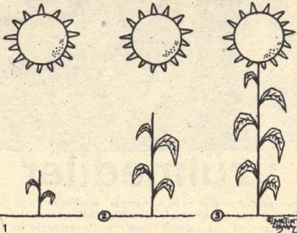 Cartoon: sunflower (medium) by korgun tagged transform