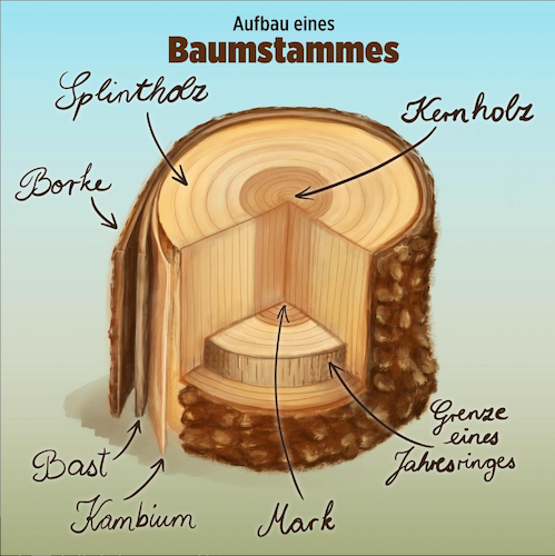 Cartoon: Aufbau eines Baumstammes (medium) by alesza tagged tree,trunk,infographic,nature,detail,baum,baumstamm,aufbau,erklärung,erklärgrafik,grafik,illustration