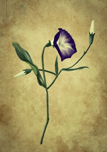 Cartoon: Flower (medium) by alesza tagged blume,nature,winde,flower