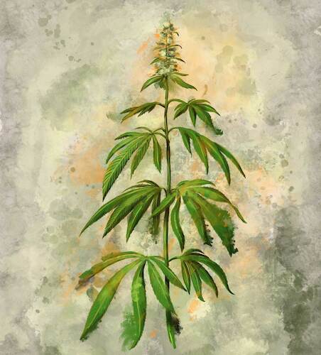 Cartoon: Hemp (medium) by alesza tagged hemp,legalize,plant,illustration,procreate,ipadart,hanf