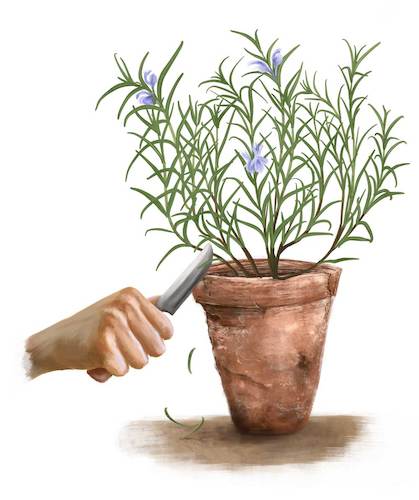 Cartoon: Rosmarin (medium) by alesza tagged rosemary,herb,plant,garden