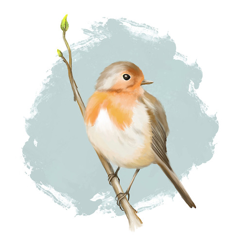 Cartoon: Rotkehlchen (medium) by alesza tagged robin,rotkehlchen,bird,animal,nature,fauna,digital,painting,illustration,ipadart,procreate