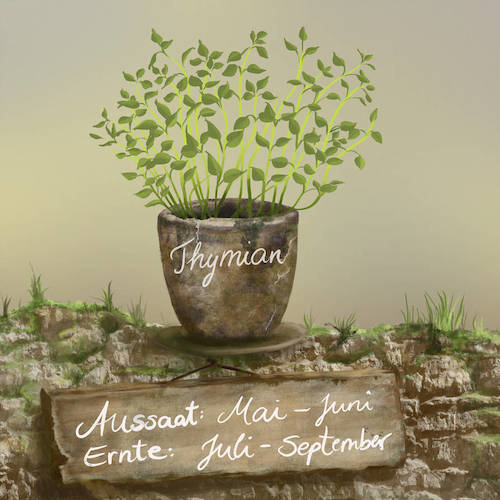 Cartoon: Thymian (medium) by alesza tagged thyme,herb,plant,painting,ipad