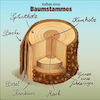 Cartoon: Aufbau eines Baumstammes (small) by alesza tagged tree trunk infographic nature detail baum baumstamm aufbau erklärung erklärgrafik grafik illustration