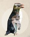 Cartoon: Penguin (small) by alesza tagged penguin,bird,graphic,design,illustration,artwork,colorful,animal