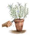 Cartoon: Rosmarin (small) by alesza tagged rosemary herb plant garden