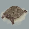 Cartoon: Schildkröte (small) by alesza tagged tortoise,tortuga,schildkröte,reptile,animal,endangered,procreate