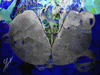 Cartoon: Butterfly in emerging (small) by Zoran Spasojevic tagged butterfly,in,emerging,digital,graphics,zoran,spasojevic,paske,kragujevac,emailart,serbia