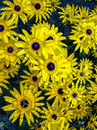 Cartoon: Digital flowers (small) by Zoran Spasojevic tagged emailart,digital,graphics,flowers,spasojevic,zoran,paske,kragujevac,serbia