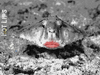 Cartoon: Hot lips (small) by Zoran Spasojevic tagged hot,lips,digital,collage,graphics,zoran,spasojevic,paske,kragujevac,emailart,serbia