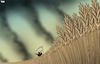 Cartoon: Fields of war (small) by Tjeerd Royaards tagged ukraine,russia,putin,war,food,hunger,wheat,grain