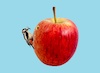 Cartoon: no title (small) by chakhirov tagged apple,woodpecker