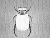 Cartoon: no title (small) by chakhirov tagged bug