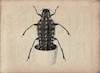 Cartoon: no title (small) by chakhirov tagged bug