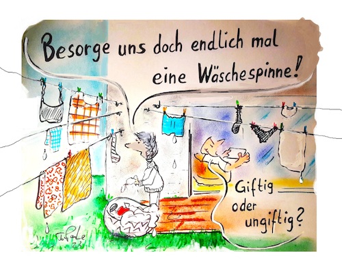 Cartoon: Wäschespinne (medium) by TomPauLeser tagged wäschespinne,spinne,giftig,ungiftig,wäsche,aufhängen,trocknen,textilien,weißware,kledage,garderobe,klamotten,anziehsachen