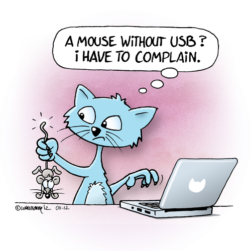 crazy computer cat crazy computer cat