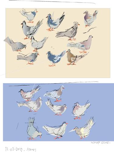 Pigeons Pigeons