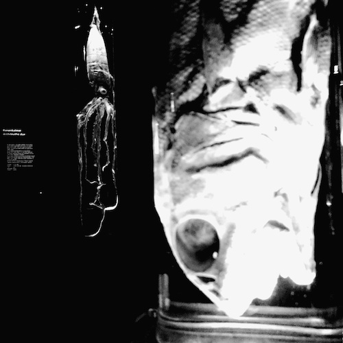 Fische im Dialog Fische im Dialog