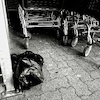 Tütendilemma