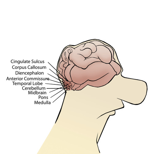 Cartoon: Parts of the Brain.. (medium) by berk-olgun tagged parts,of,the,brain