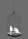 Cartoon: Budgie... (small) by berk-olgun tagged budgie