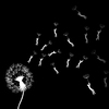 Cartoon: Dandelion... (small) by berk-olgun tagged dandelion