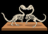 Cartoon: Fossils in Love... (small) by berk-olgun tagged fossils,in,love