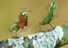 Cartoon: Praying Mantis... (small) by berk-olgun tagged praying,mantis