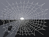 Cartoon: Spider ... (small) by berk-olgun tagged spider