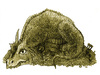 Cartoon: dragon (small) by jenapaul tagged dragon drache fairy tales fantasy