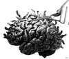 Cartoon: Brain-cutting (small) by zu tagged brain,hair,cutting