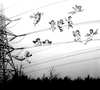 Cartoon: Power line (small) by zu tagged power,line,putto,cherub