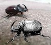 Cartoon: Rhino beetle (small) by zu tagged rhino,beetle,dürer