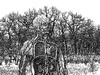 Cartoon: nature (small) by zu tagged winter,forest,anatomy