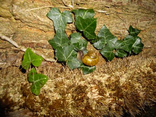 Cartoon: Schnecke (medium) by spotty tagged schnecke,snail,natur