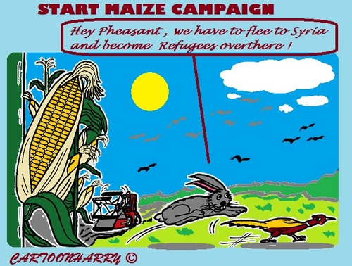 Cartoon: Start Maize Campaign (medium) by cartoonharry tagged maize,campaign,pheasant,refugees,syria